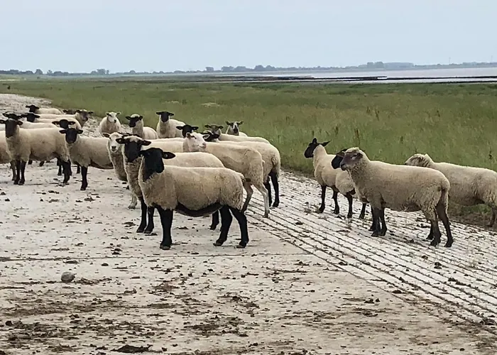 Wattkieker Hébergement de vacances Sehestedt (Lower-Saxony)